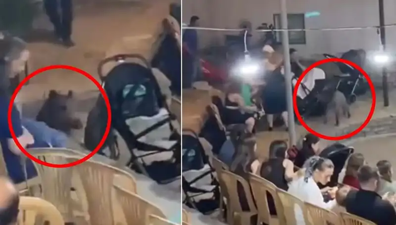 Düğün Törenini Bastı: Yaban Domuzu Panik Yarattı!