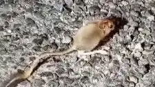Tunceli'nin Doğal Güzelliklerinde Arap Tavşanı Heyecanı!