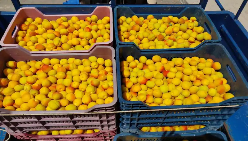 İlk Hasat Yapıldı: Çiftçiler 500 TL ile Yüzleri Güldürebilir Mi?