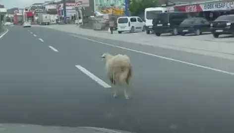 Yalova'da Kaçan Kurbanlık Hayvanlar Trafiği Felç Etti