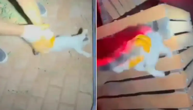 Gece Yarısı İtfaiye Ekibi, Kurtarma Operasyonuyla Kediyi Hayata Döndürdü