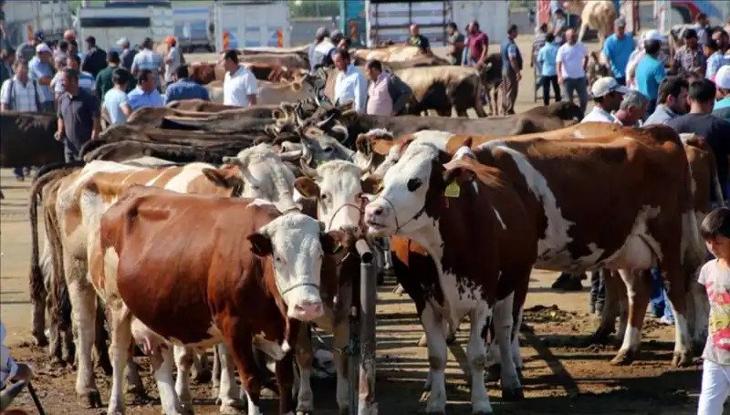 2025 Kurbanlık Fiyatları: Şehir Şehir Canlı Kilo Ücretleri Ne Oldu?