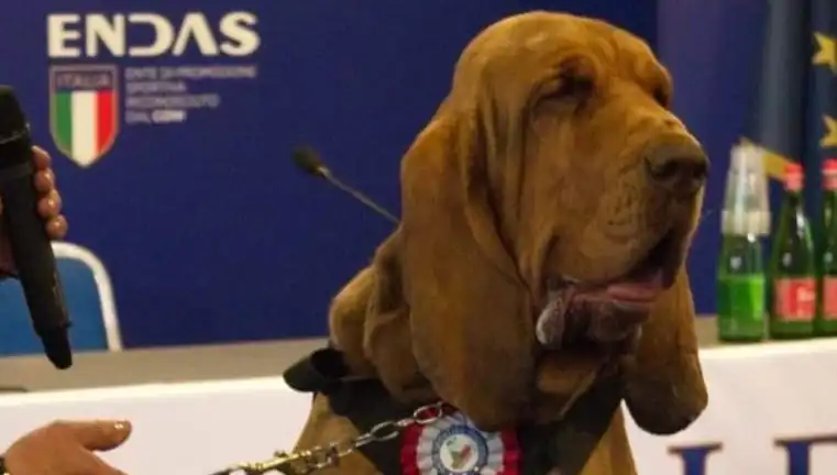 Arama Köpeğine Suikast: Çivili Sosisle Öldürülen Kahraman Canlar