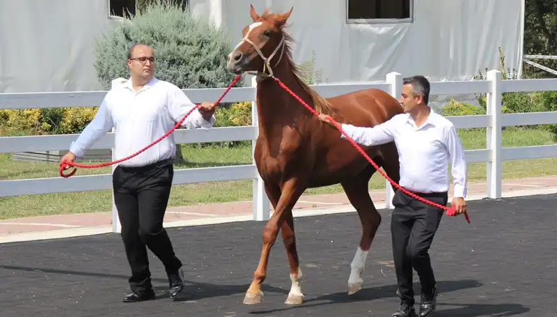 Rekor Kıran "Taşkın Kral" Bu Yıl Hangi Yüksekliği Aşacak?