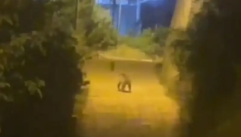 Gümüşhane'de Beklenmedik Misafir: Şehir Merkezine İnen Ayı!