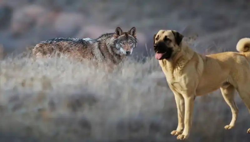 Kurt Popülasyonundaki Artış Kangal Köpeği Talebini Nasıl Etkiliyor?