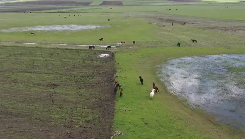 Kars'ın Büyüleyici Doğasında Yılkı Atları: Doğanın Harikaları