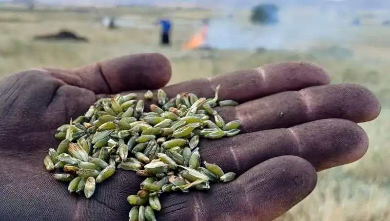 Eşsiz Bir Lezzet: Firik Sezonu Açıldı, Damaklarda Eşsiz Bir Tat Bırakıyor