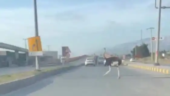 Hatay'da Trafikte Deve Kuşu Görülmesi Sürücülerde Şaşkınlık Yarattı
