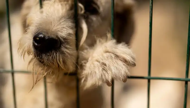 İş Stresi, Ofis Hayvanlarını da Etkiliyor: Köpekler Huzursuz Oluyor!