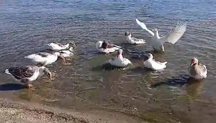 Denizde Yüzme Keyfi Yaşayan Kazlar, Kümese Alındı: Skandalın Ardındaki Sebep Ne?