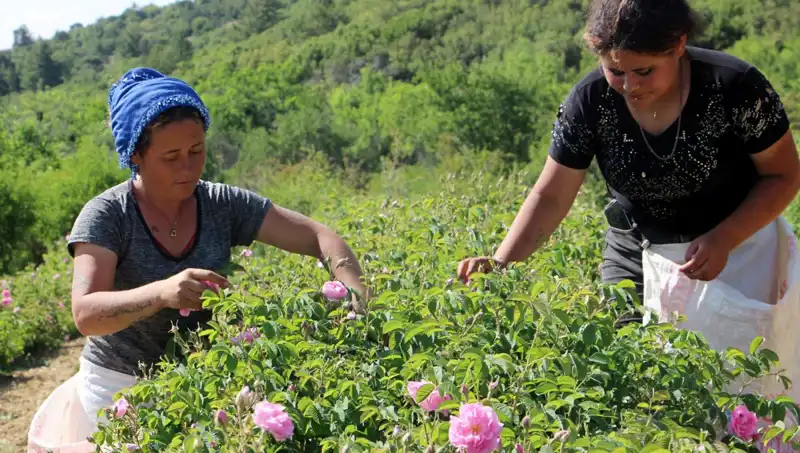 Zirai Don Uyarısı: Tarım Ürünlerinde Beklenmeyen Zararlara Neden Oldu