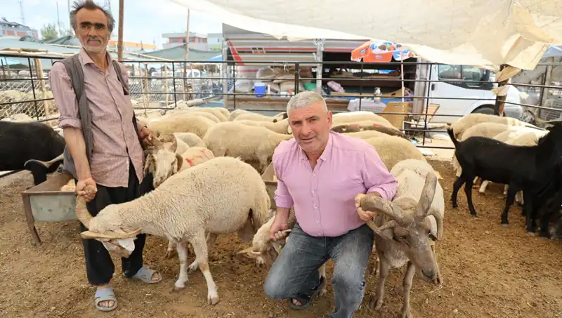 Kurban Pazarının Yıldızı: 4 Boynuzlu Koçlar Tüm İlginin Merkezinde