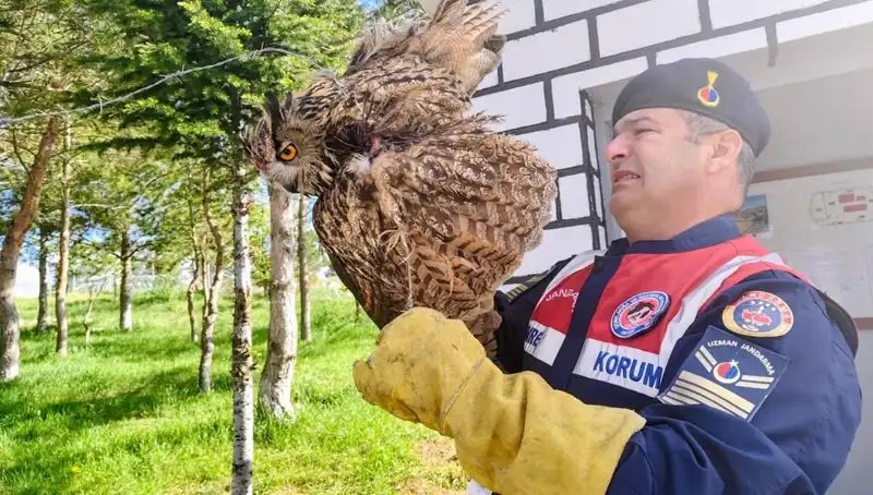 Dikenli Tellere Takılan Puhu, Şimdi Tedavi Altında