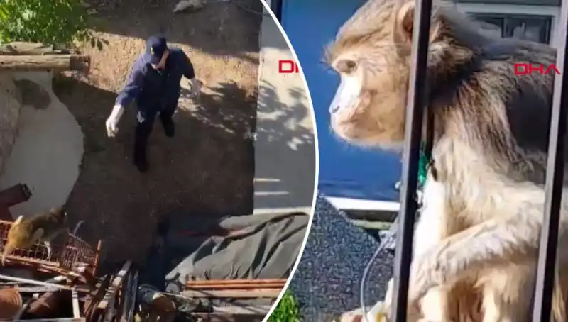 Muğla'da Kahkaha Dolu Maymun Kovalamacasına Tanıklık Edin!