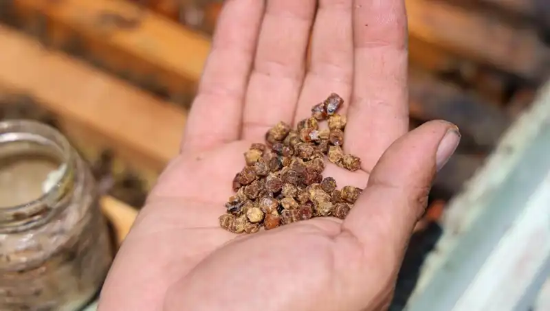 Eskiden Çöpe Atılıyordu, Şimdi Kilosu 3 Bin TL'den Satılıyor: Protein Zengini Besin
