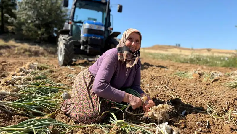 Dünyada Eşsiz Selenyum Kaynağı: Günlük Bin 200 Liraya Tarladan Toplanıyor