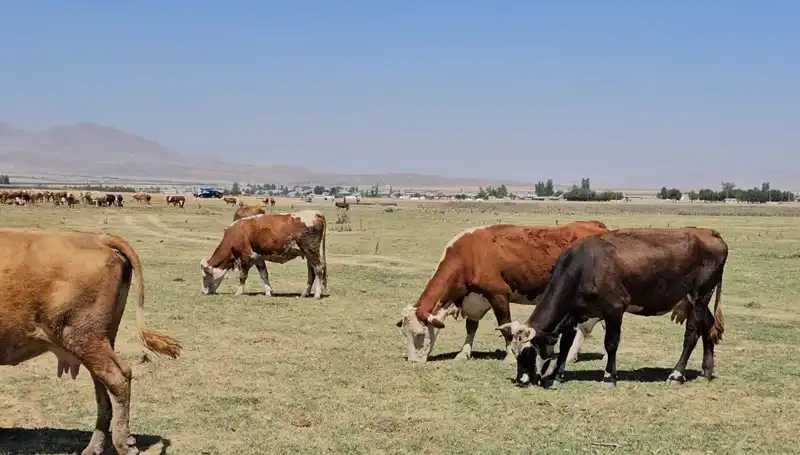 Arin Gölü Kurudu: Su Kıtlığı Tehdidiyle Yüz Yüze Kalan Bölge